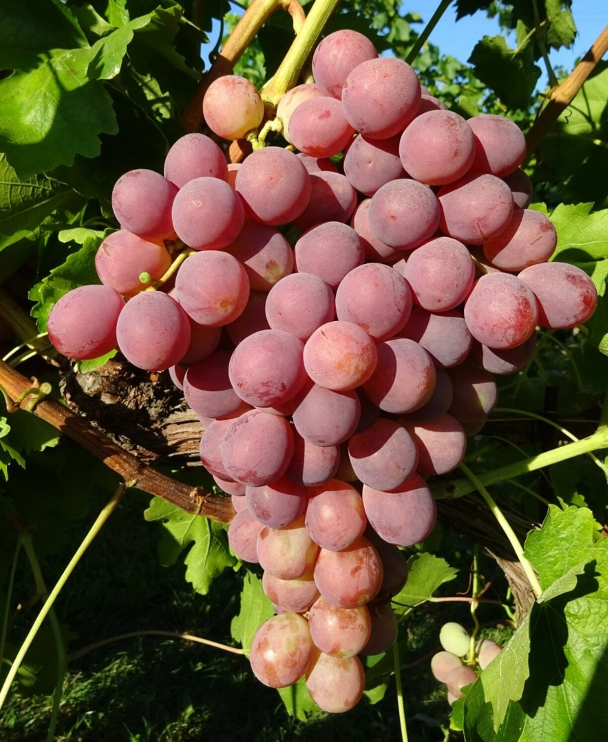 pasas de uva